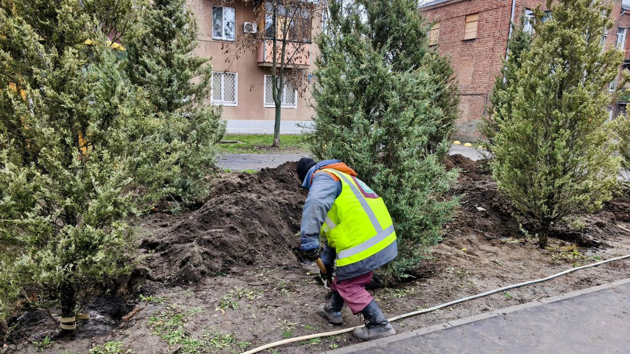 Комунальники у Харкові висаджують ялівець (фото)